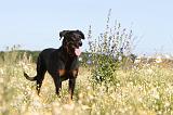 BEAUCERON 284